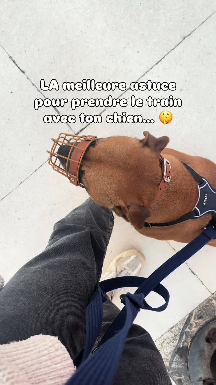 @Dogragnar 🐶👑