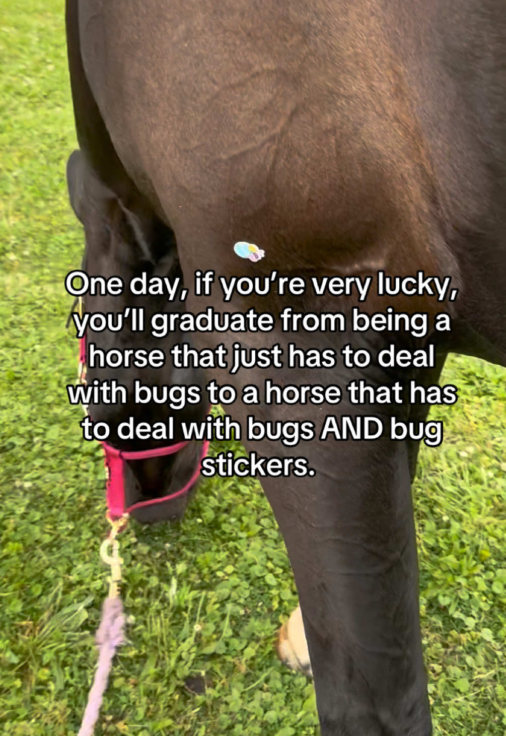 @Equestrian |🦄 Mom