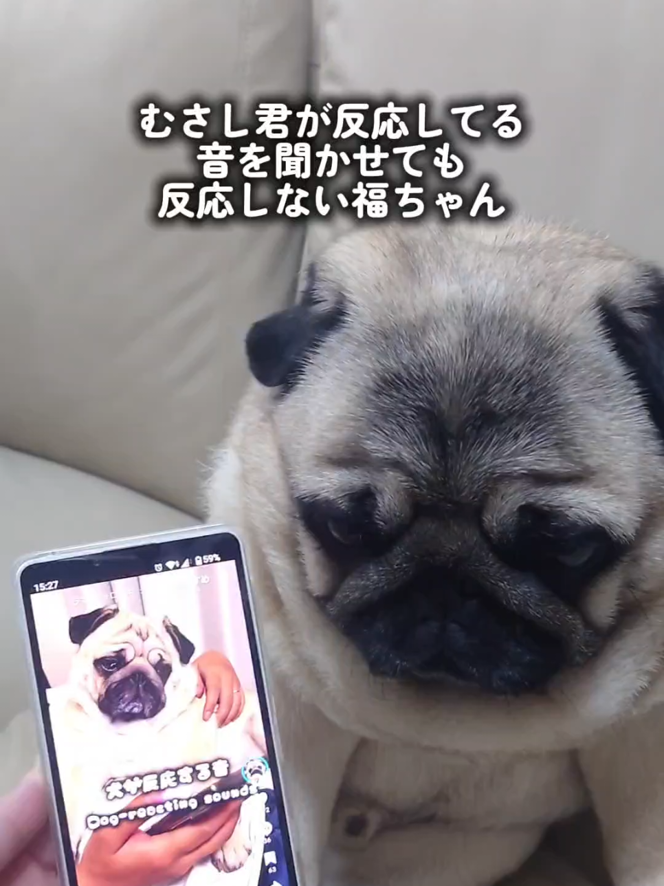 @パグの福ちゃん
