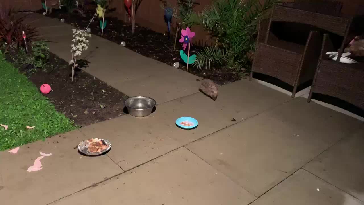 @SeanRescuesAnimals