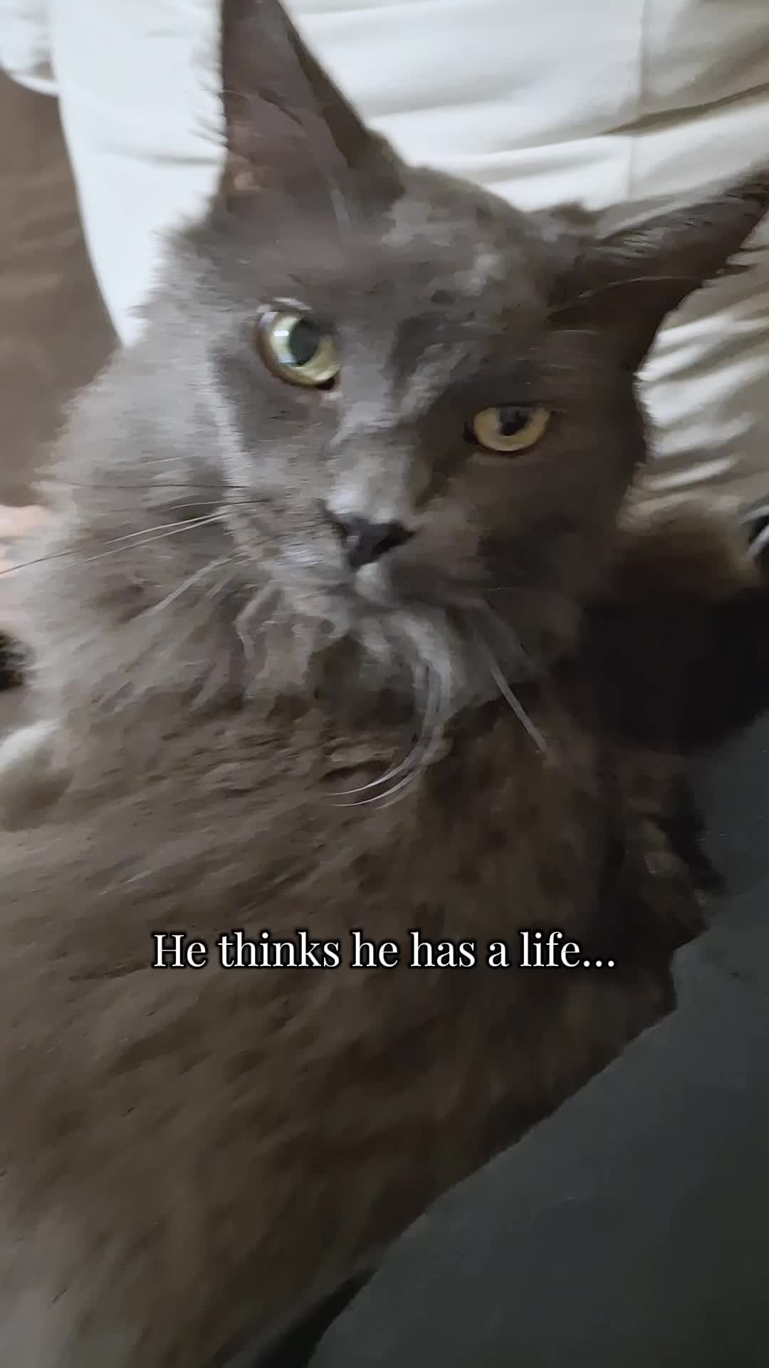 @Manny der Strizzikater