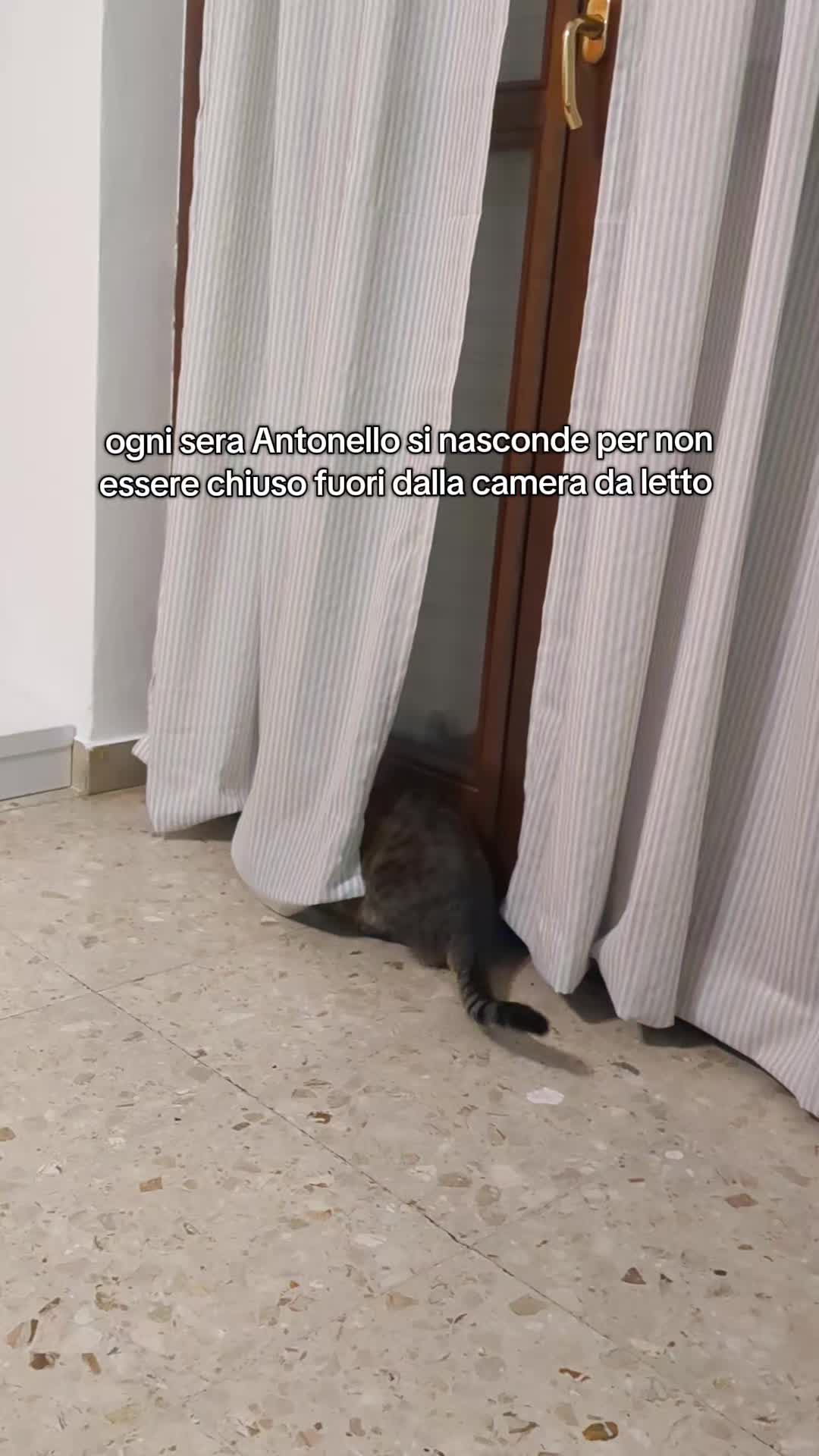 @Lello The Cat