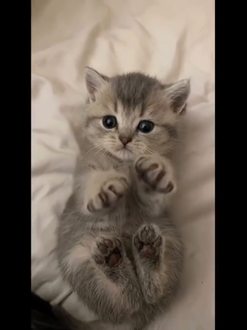 @ᛉKittenScareiiKittenTreesPawsᛉ