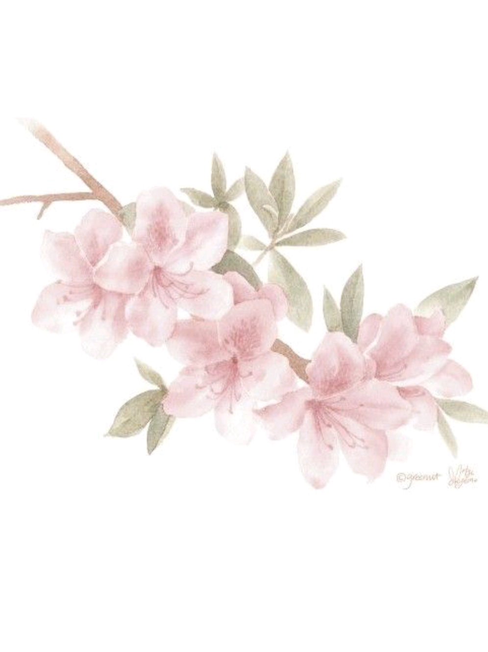@ּ֯ . 𓏲ּ𝄢 ּ֯ ┆꒰ 𝓚íɾᥲ .ᐟ ꒱