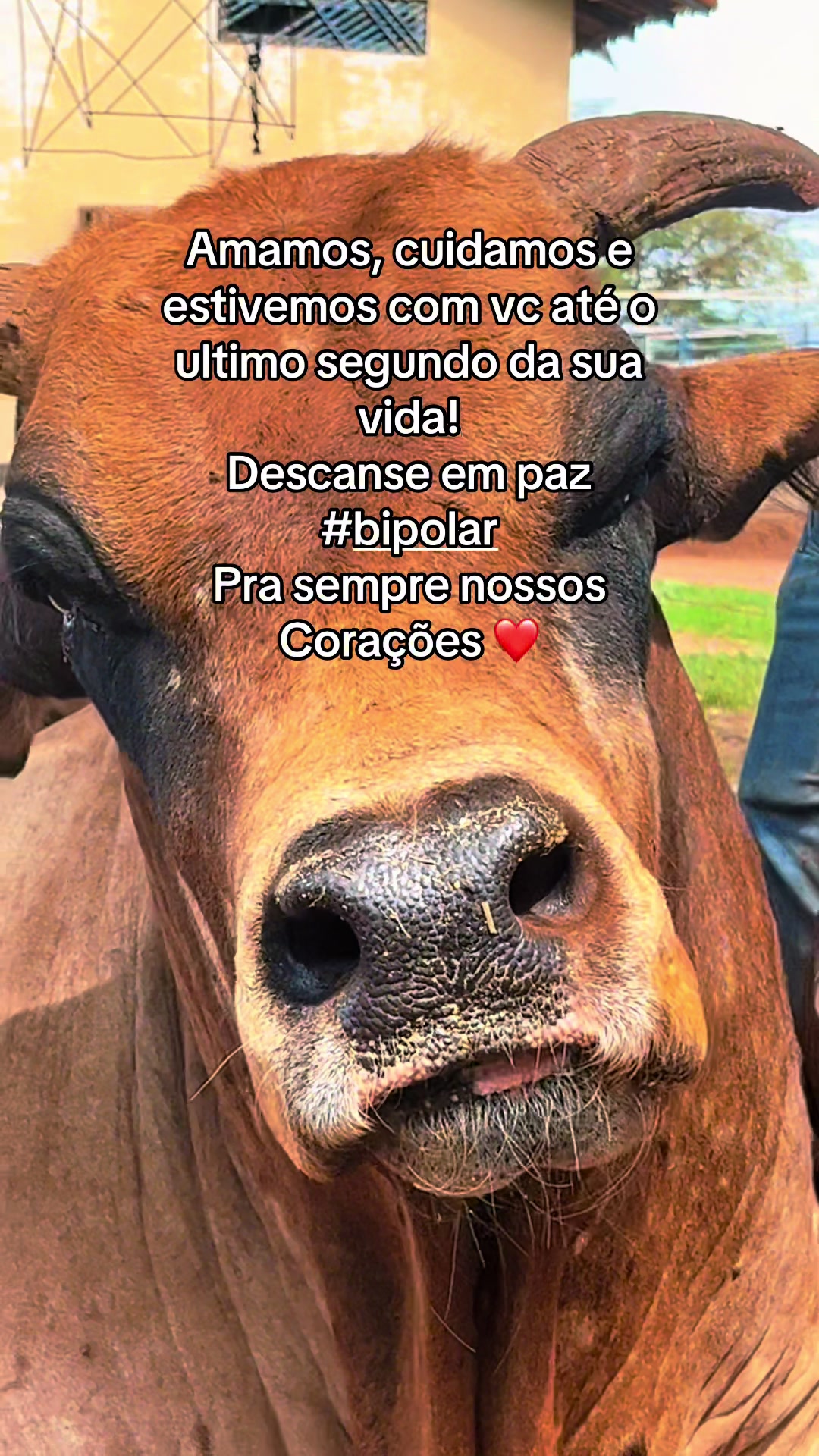 @Bia Mulato