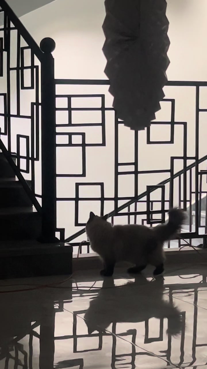 @himalayancat0