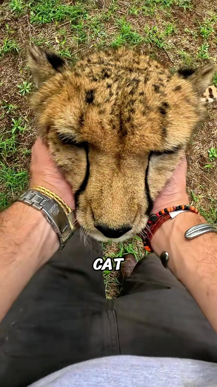 @rescuetails