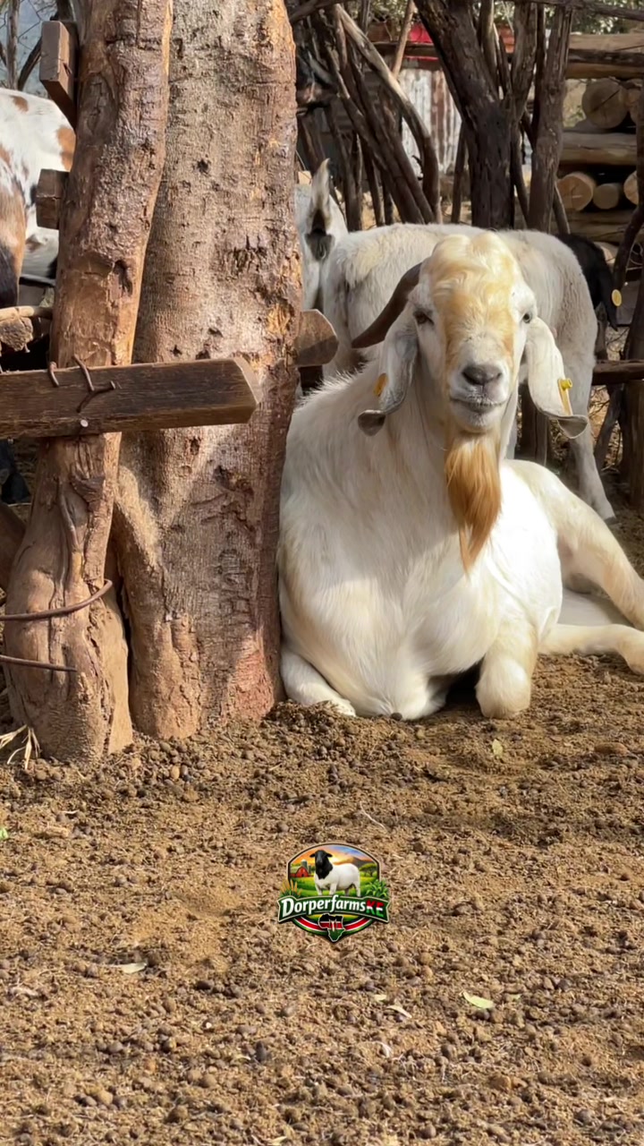 @DorperfarmsKE