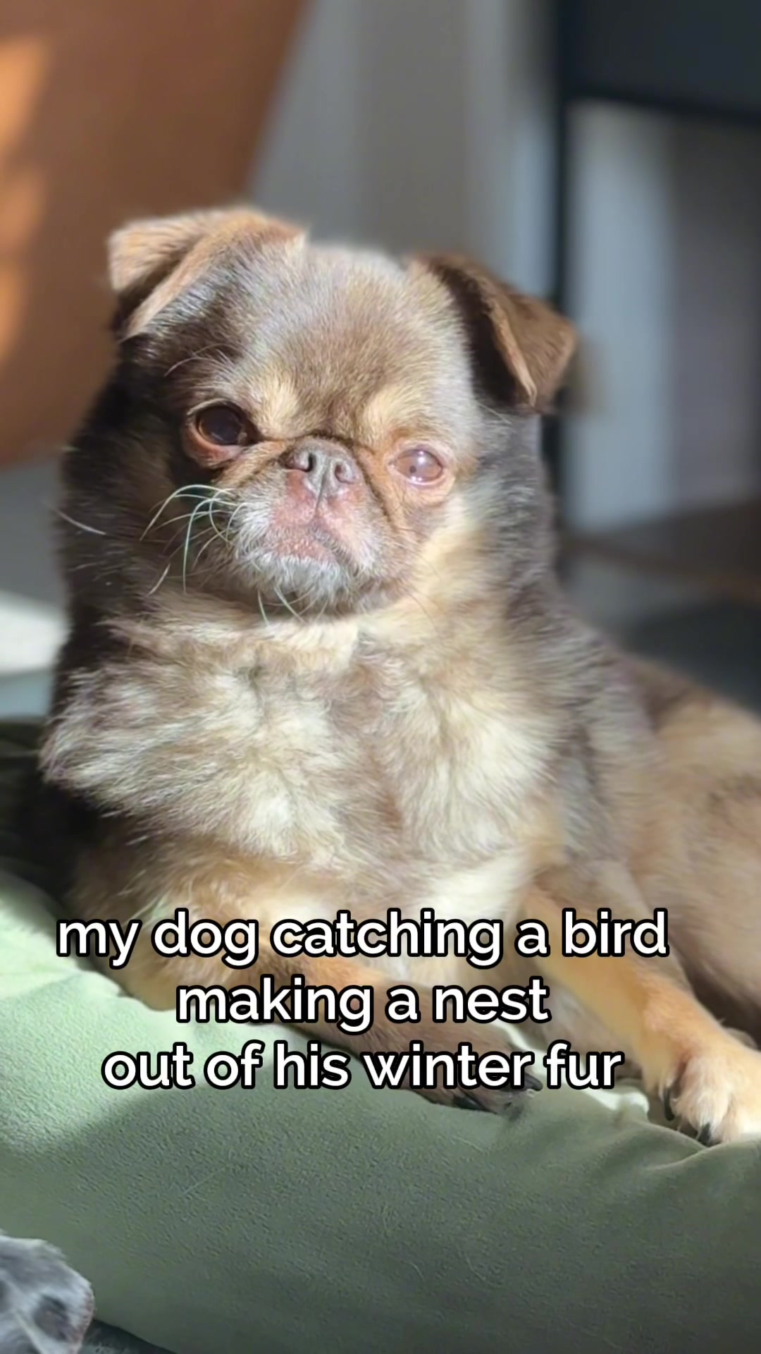 @ChilliThePug