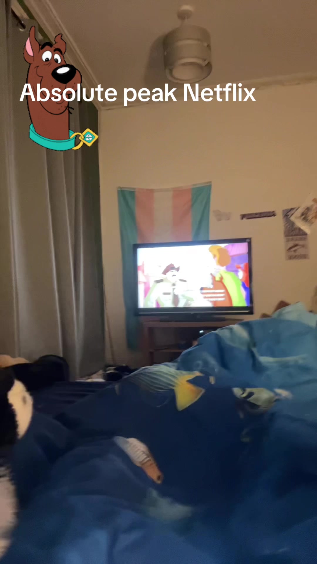 @bordercollieguy3
