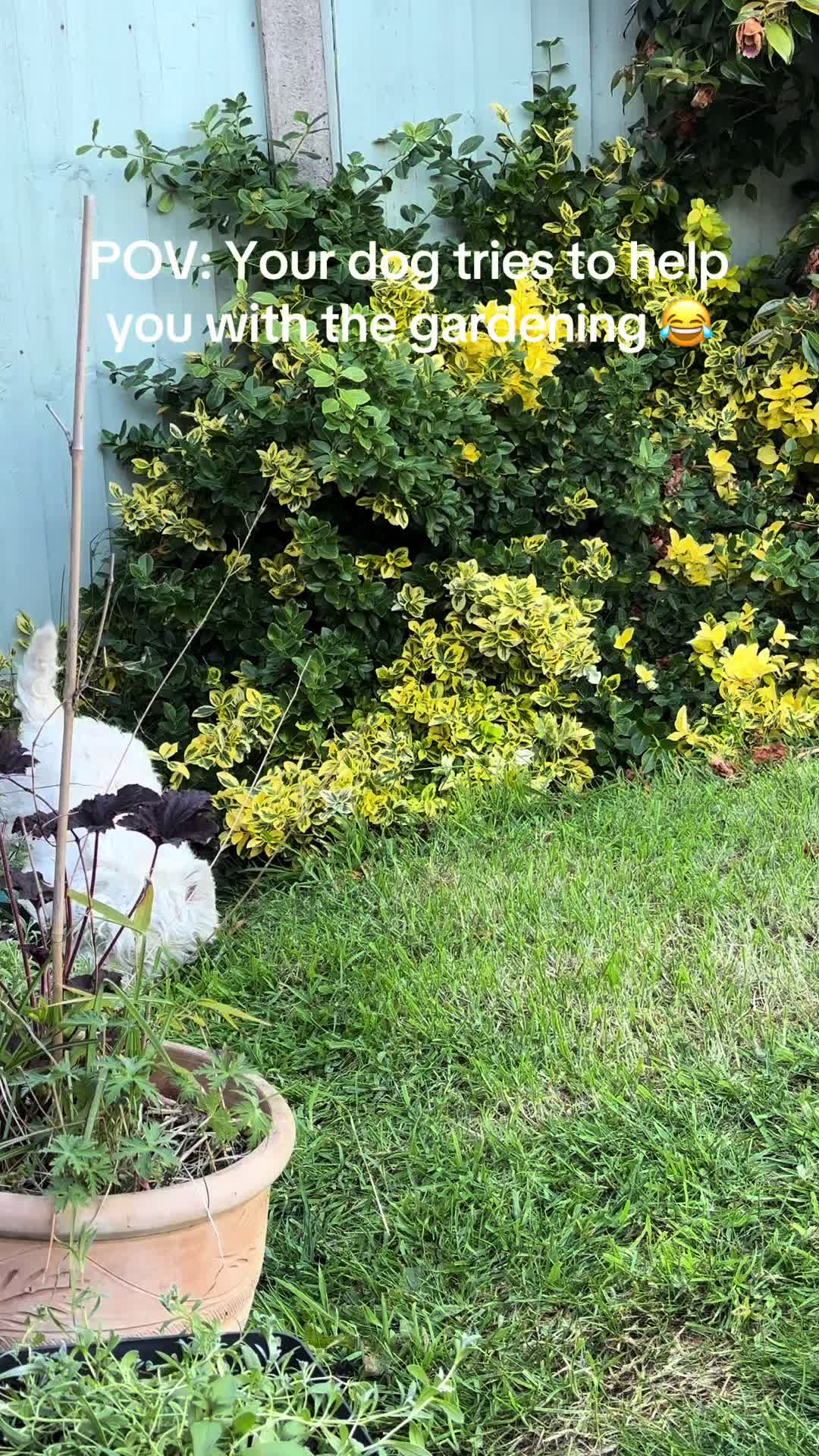 @Luna The Westie