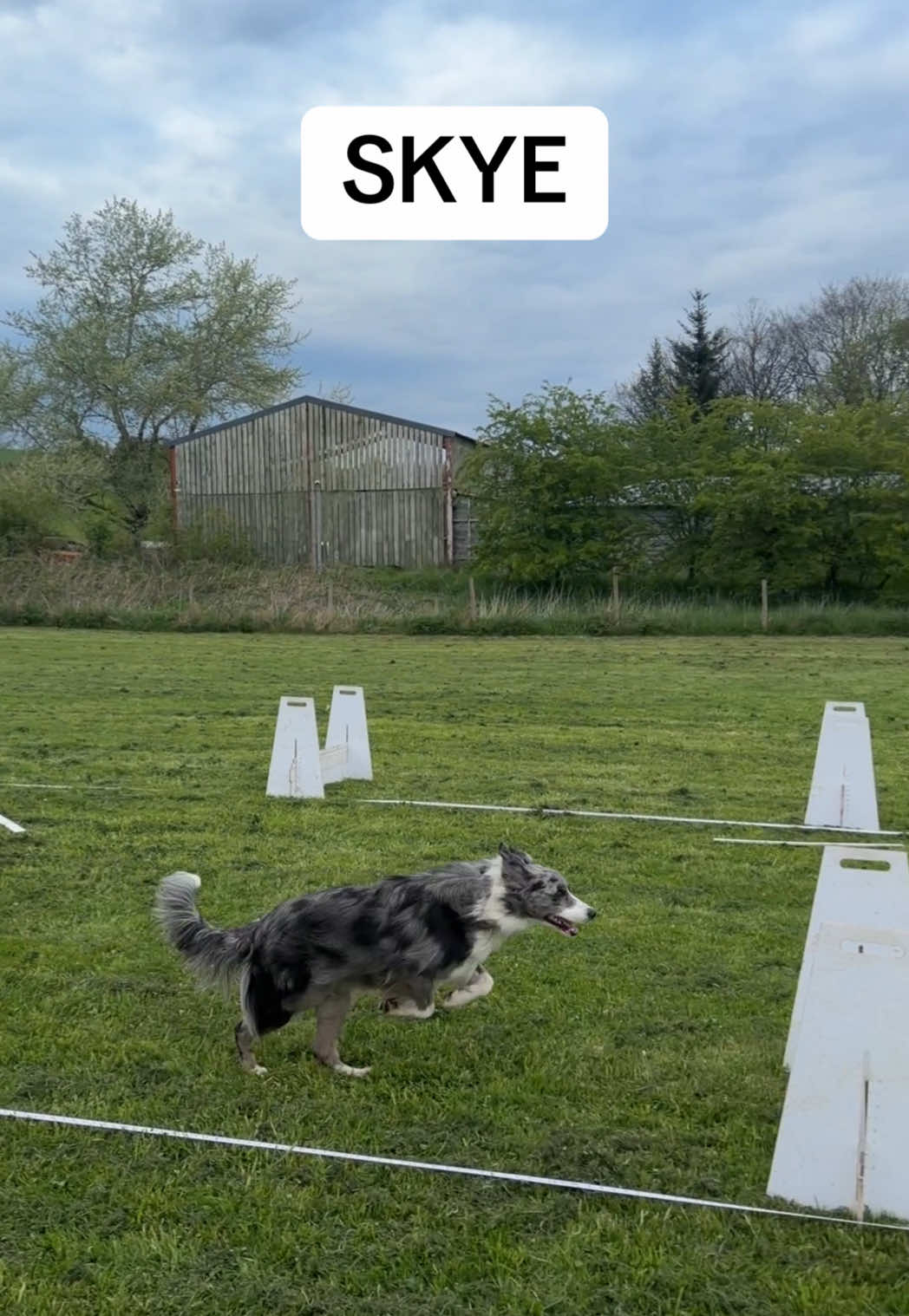 @Pawsitivity Flyball Team