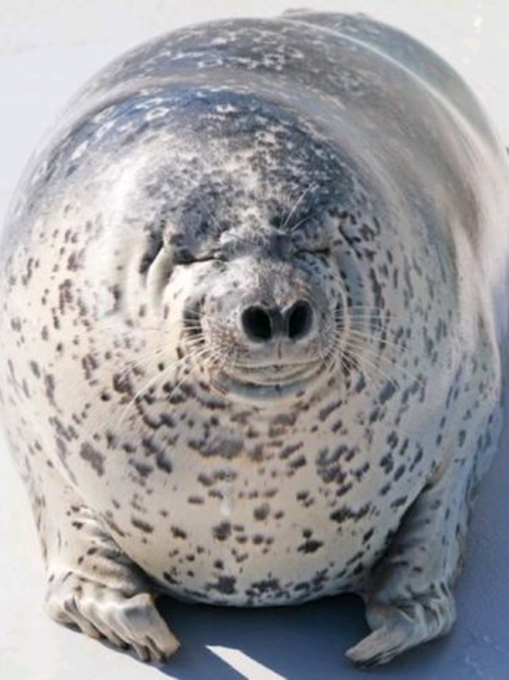 @🩷🎀 seal 🦭🩷