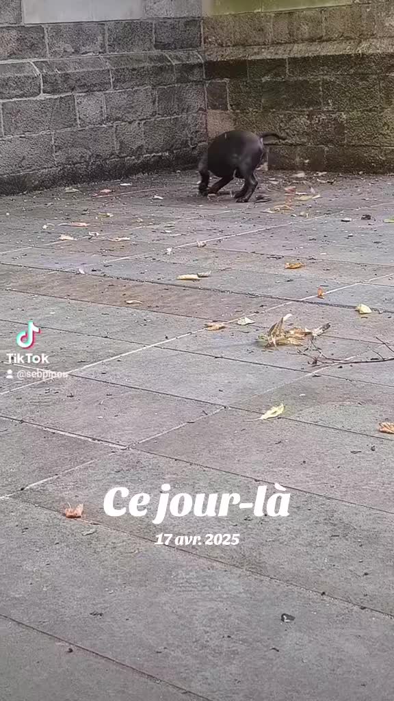 @Tyson américain bully🔥🐶