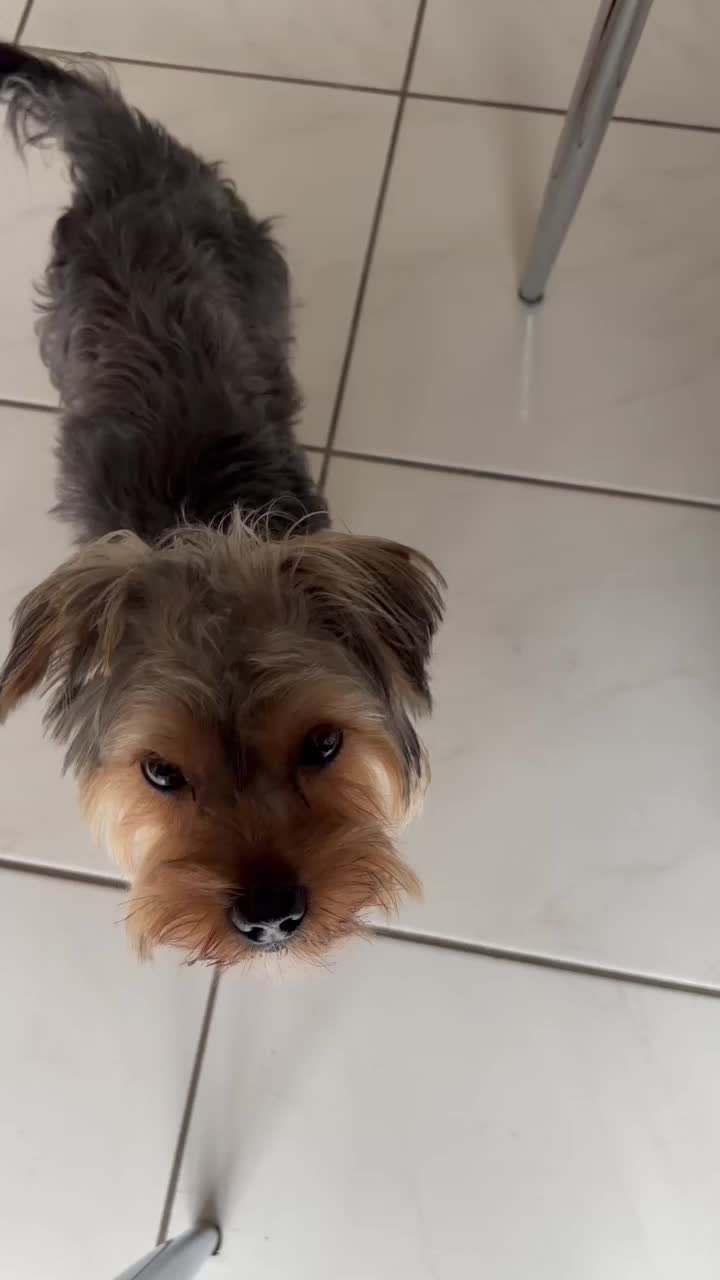 @Benjie the Yorkie