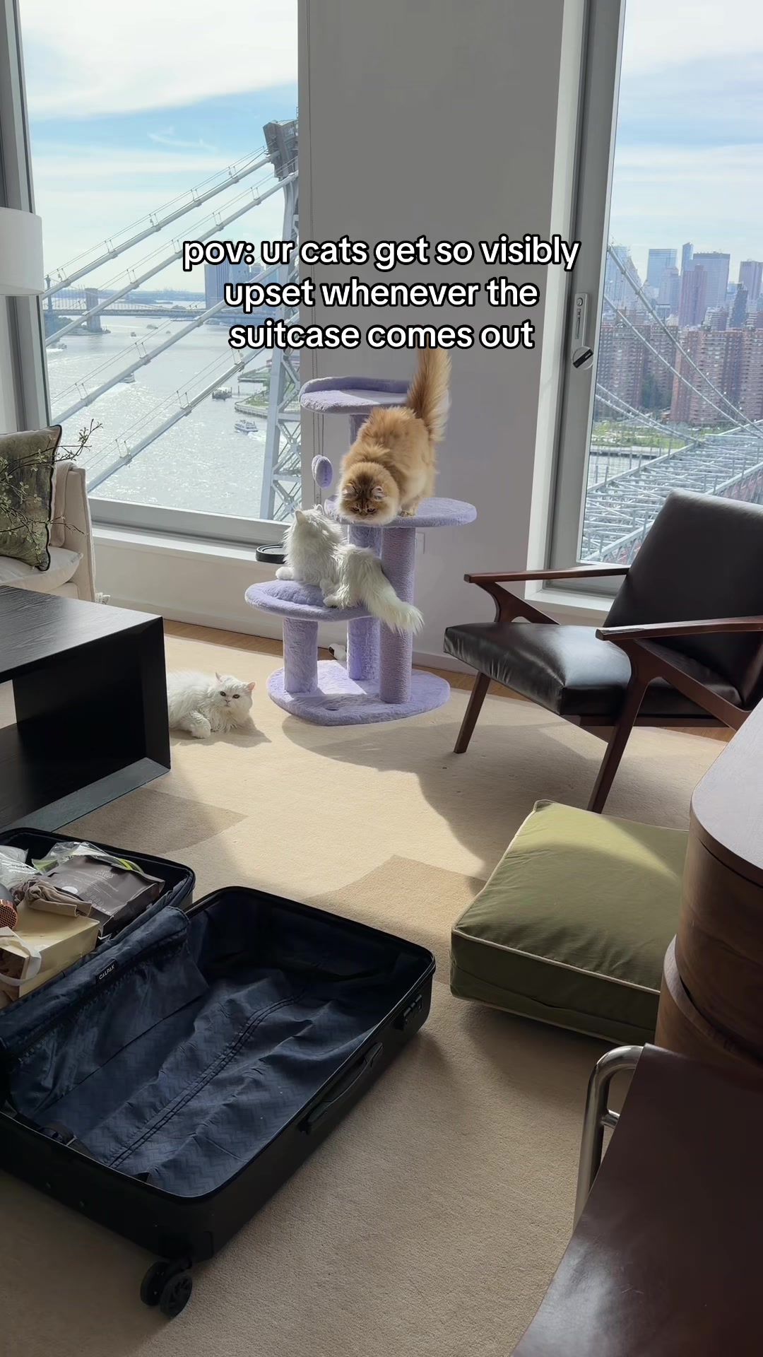 @Cleo the City Kitty
