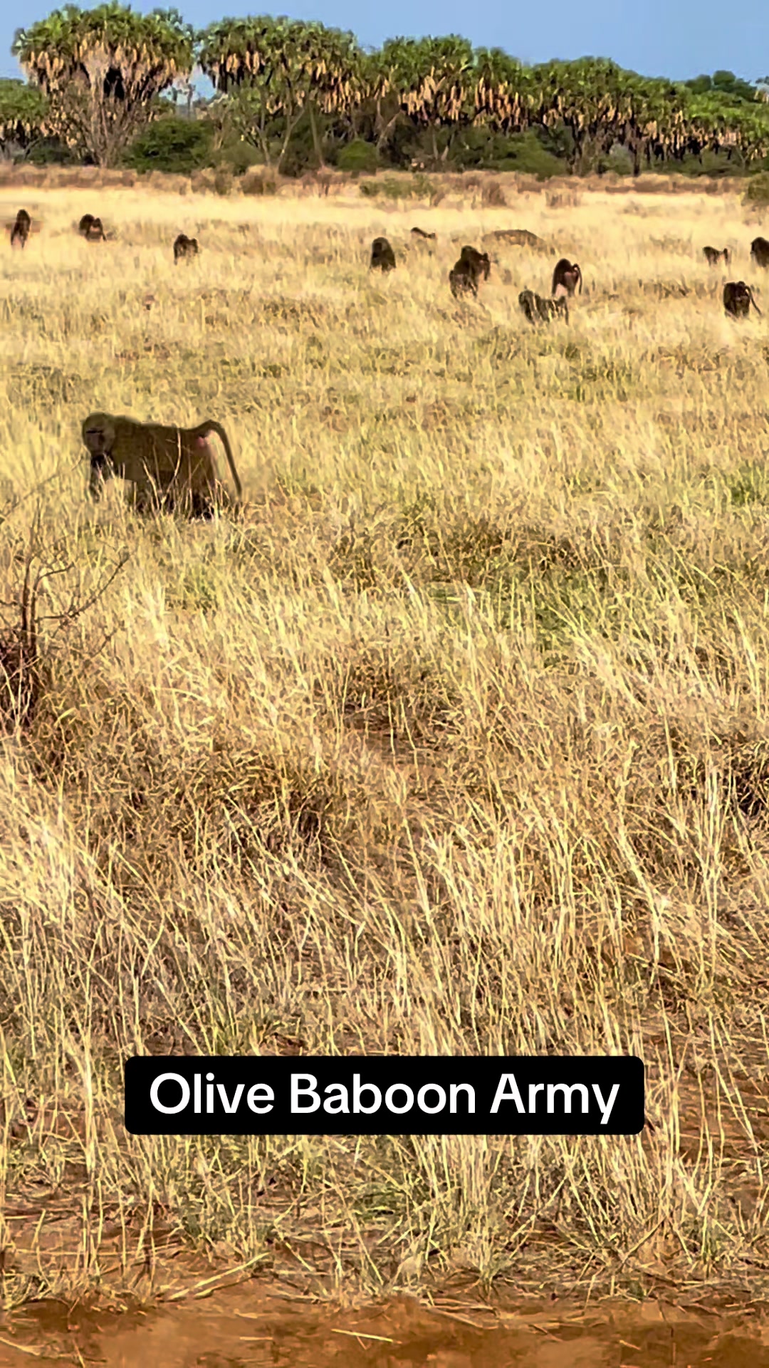 @Solo.Africa.Overland