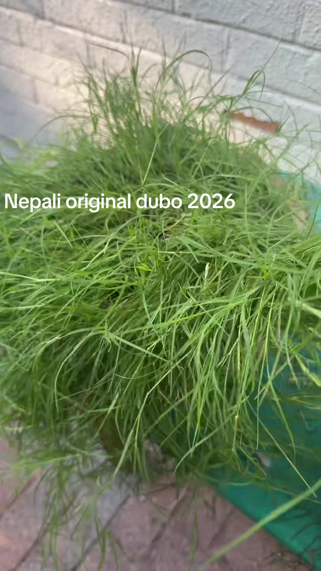 @krishnipun69