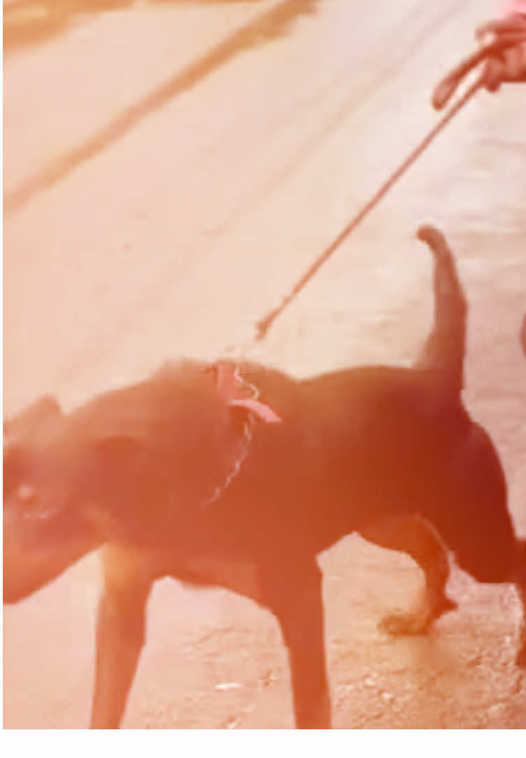 @dogsagaz