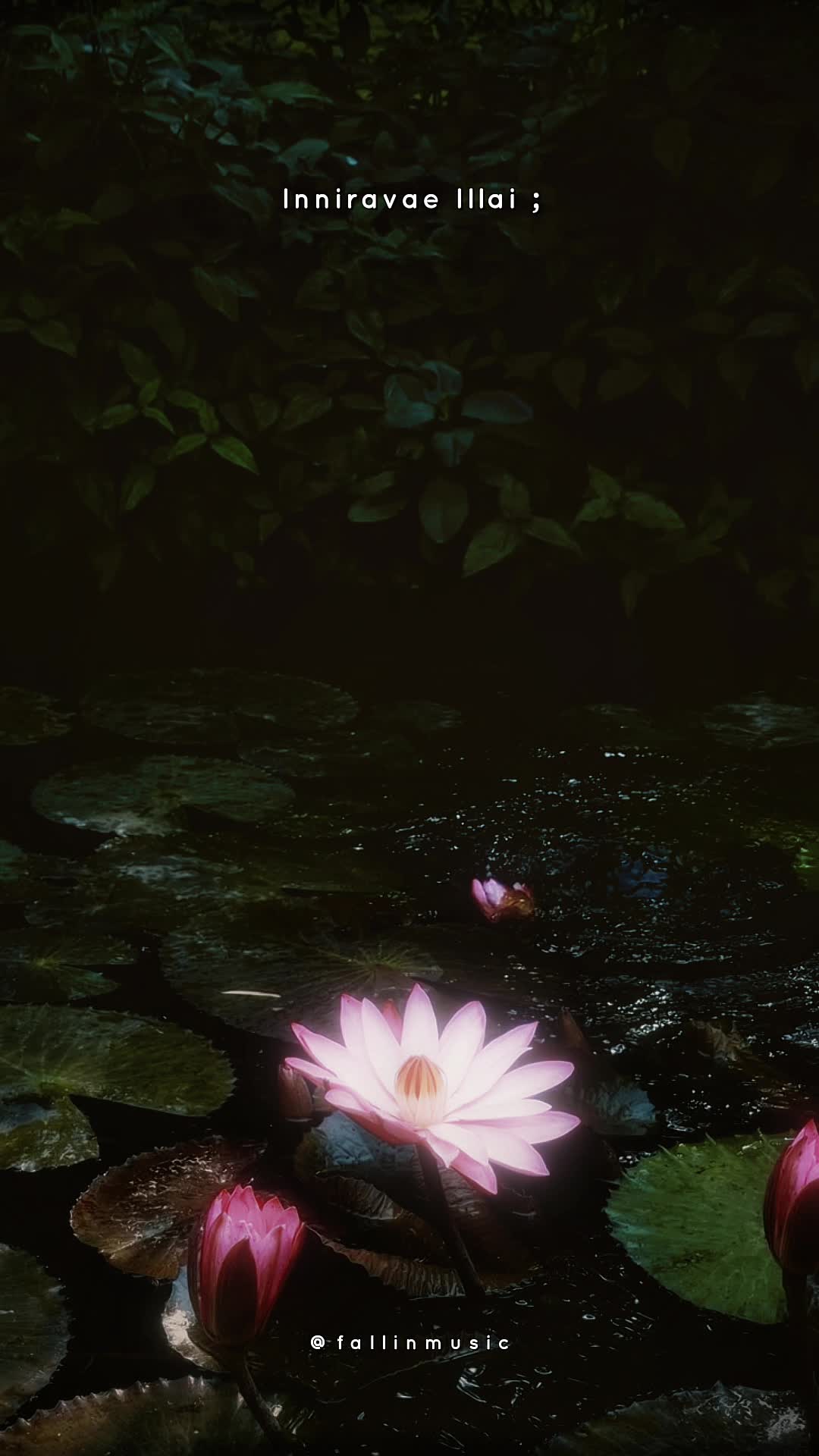 @♡𝐅𝐀𝐋𝐋𝐈𝐍𝐌𝐔𝐒𝐈𝐂♡