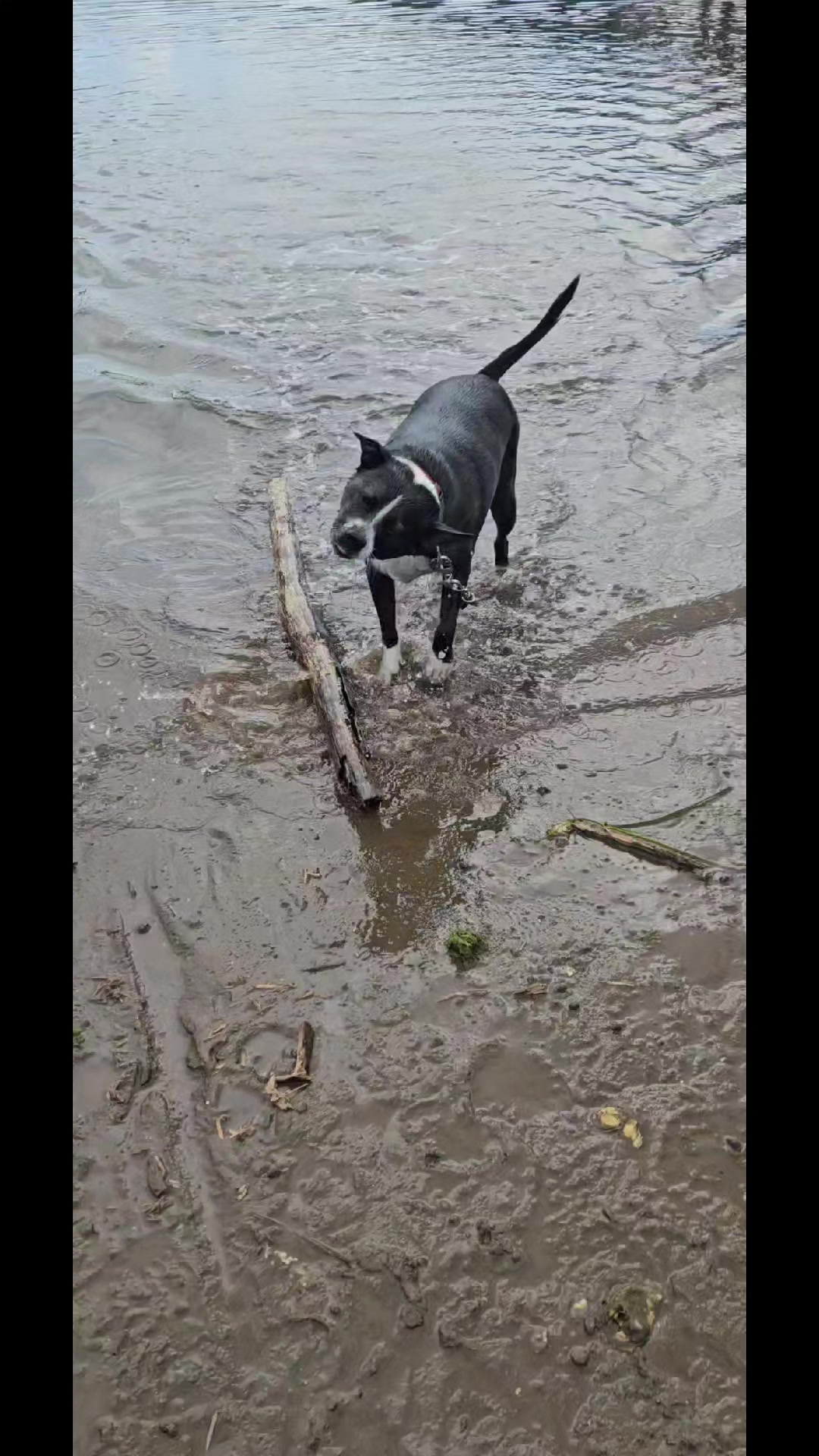 @S & S Vienneau🕷🐍