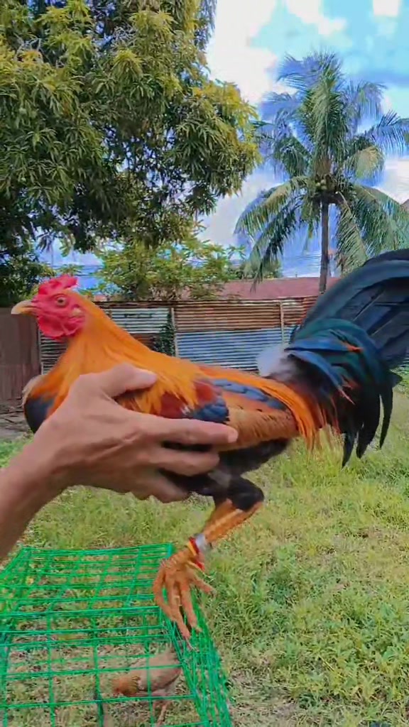@RDDgamefowlbreeder