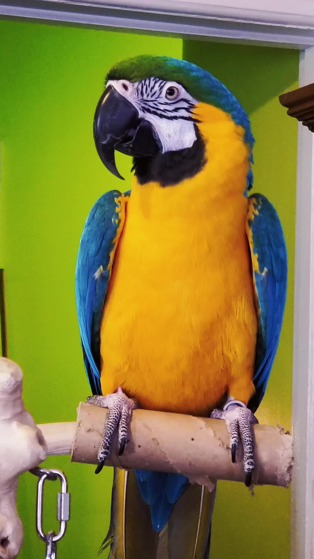 @🦋🇵🇷Mom of Parrots🇵🇷🦋
