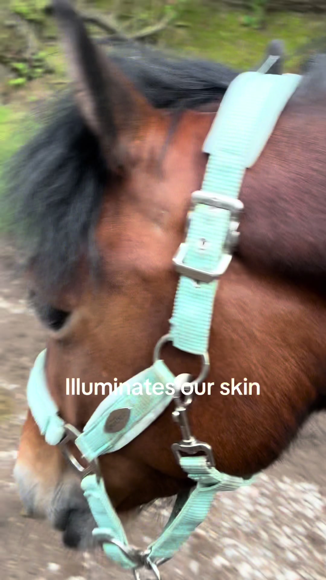 @Freya_horses