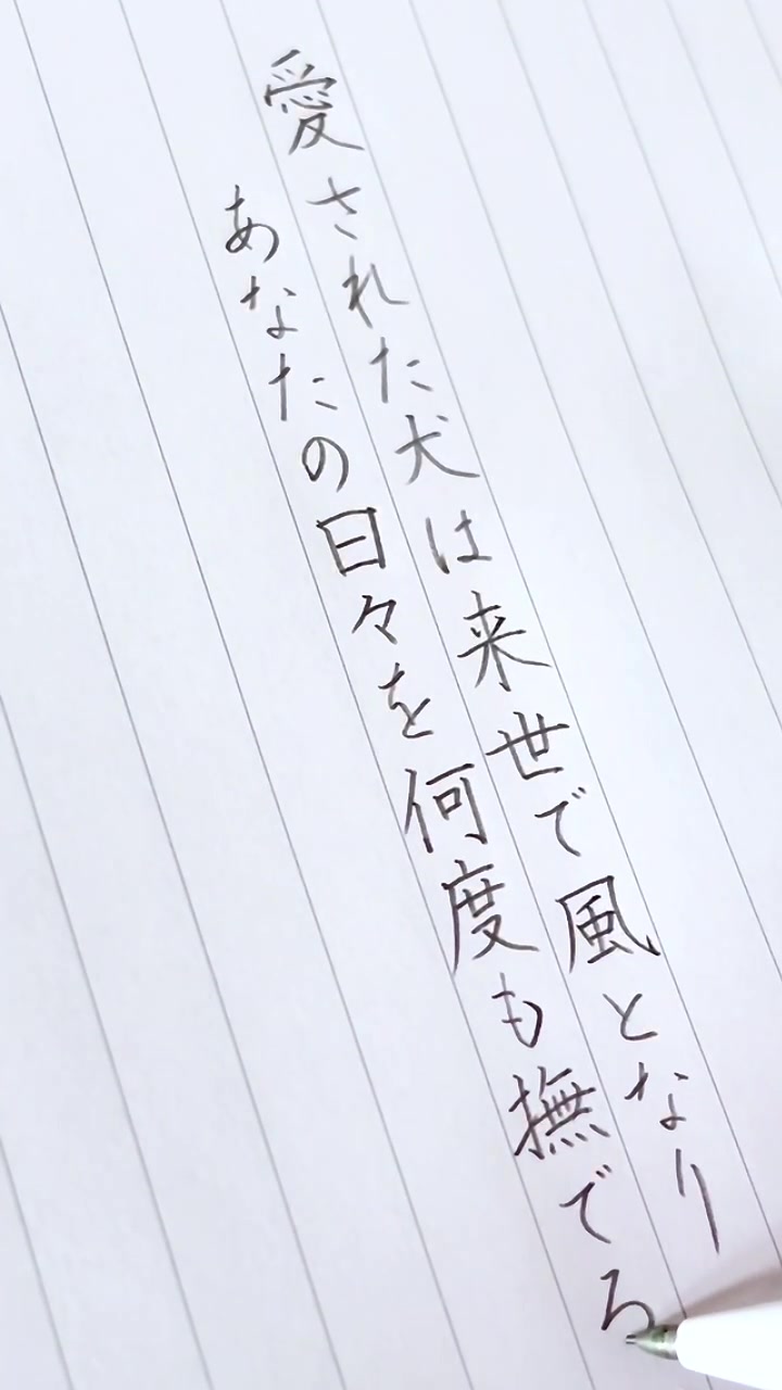 @茉 莉