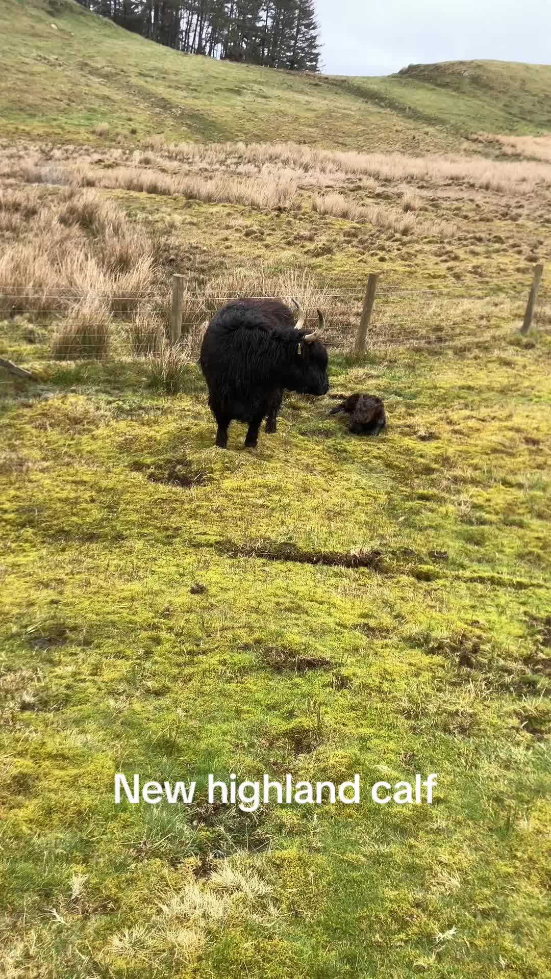 @Highland Coo Clan