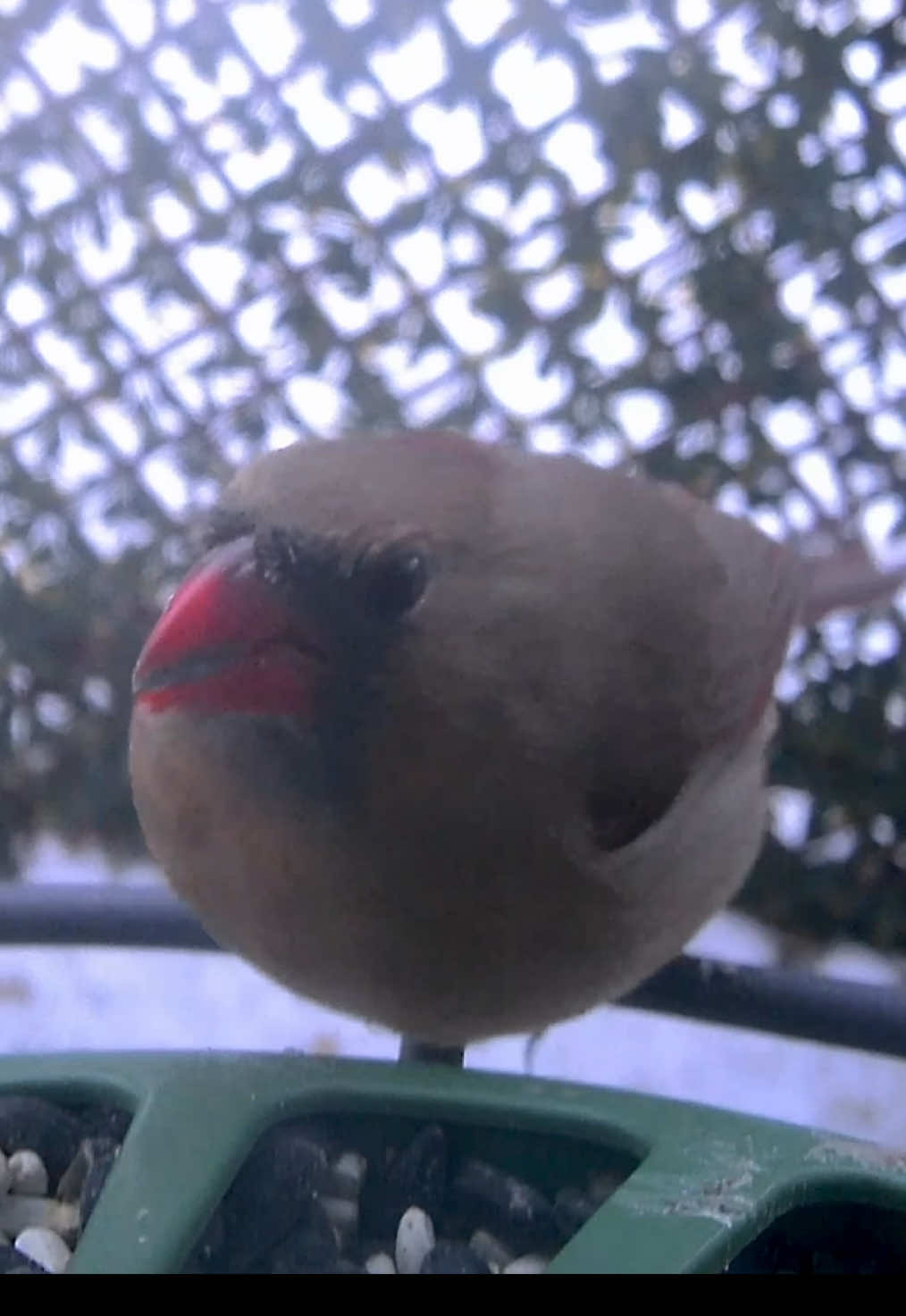 @The Bird Cafe
