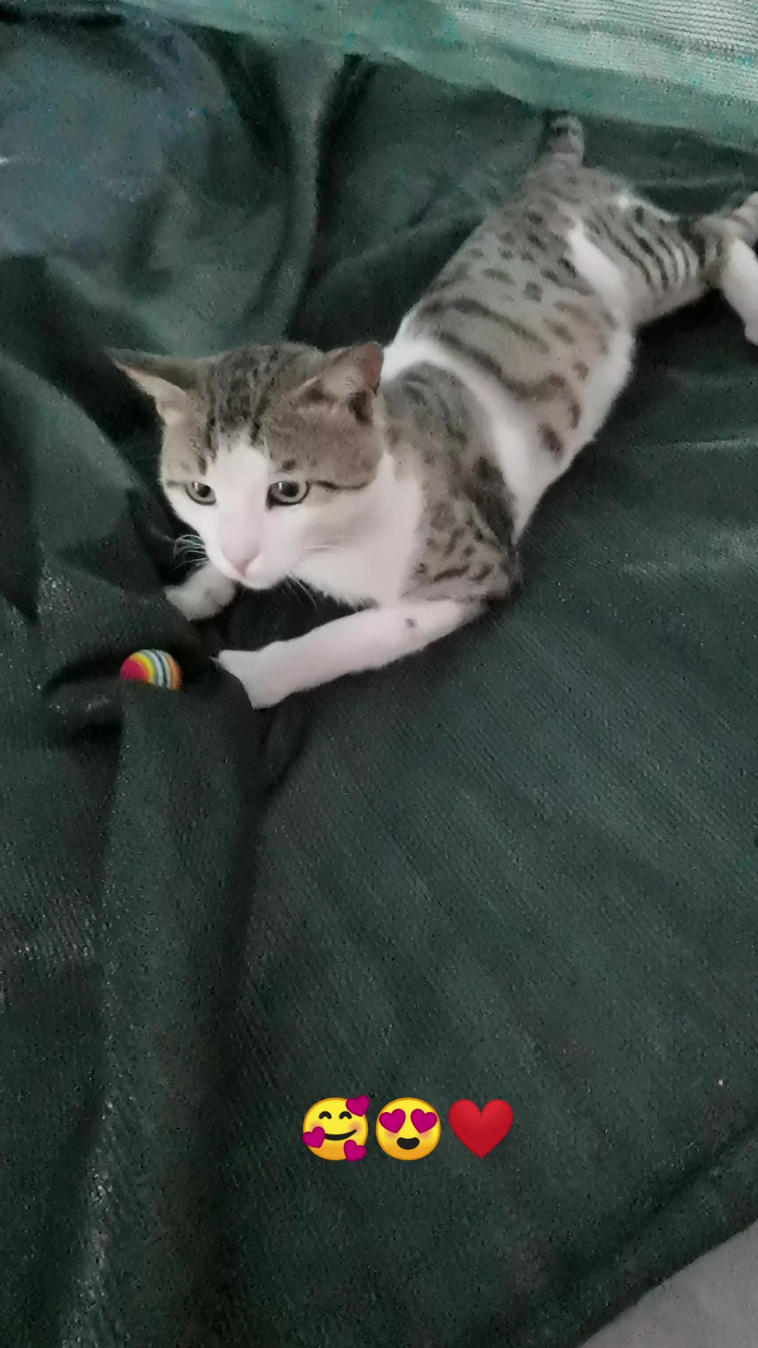 @Catslover