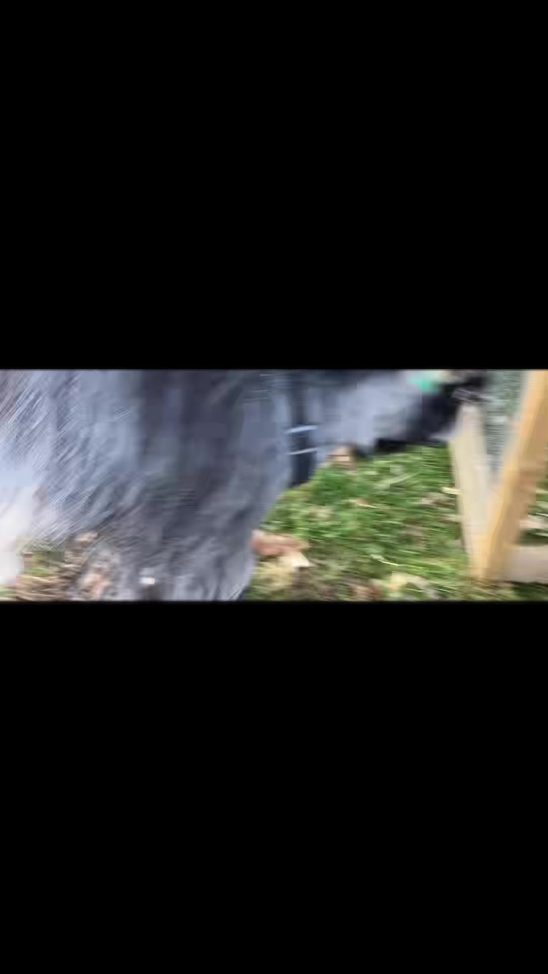 @Willowlanealpacas
