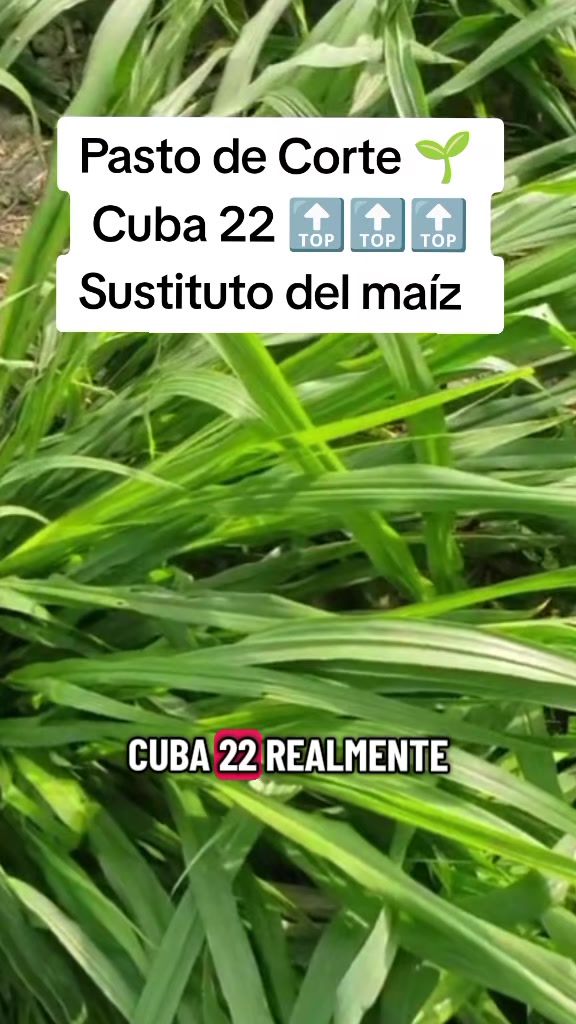 @Pastos y Leguminosas - Ecuador