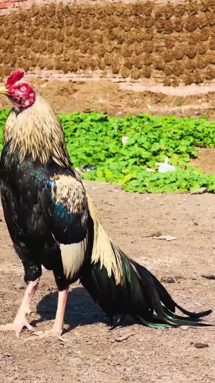 @🐓 ASEEL SHOK 🐓