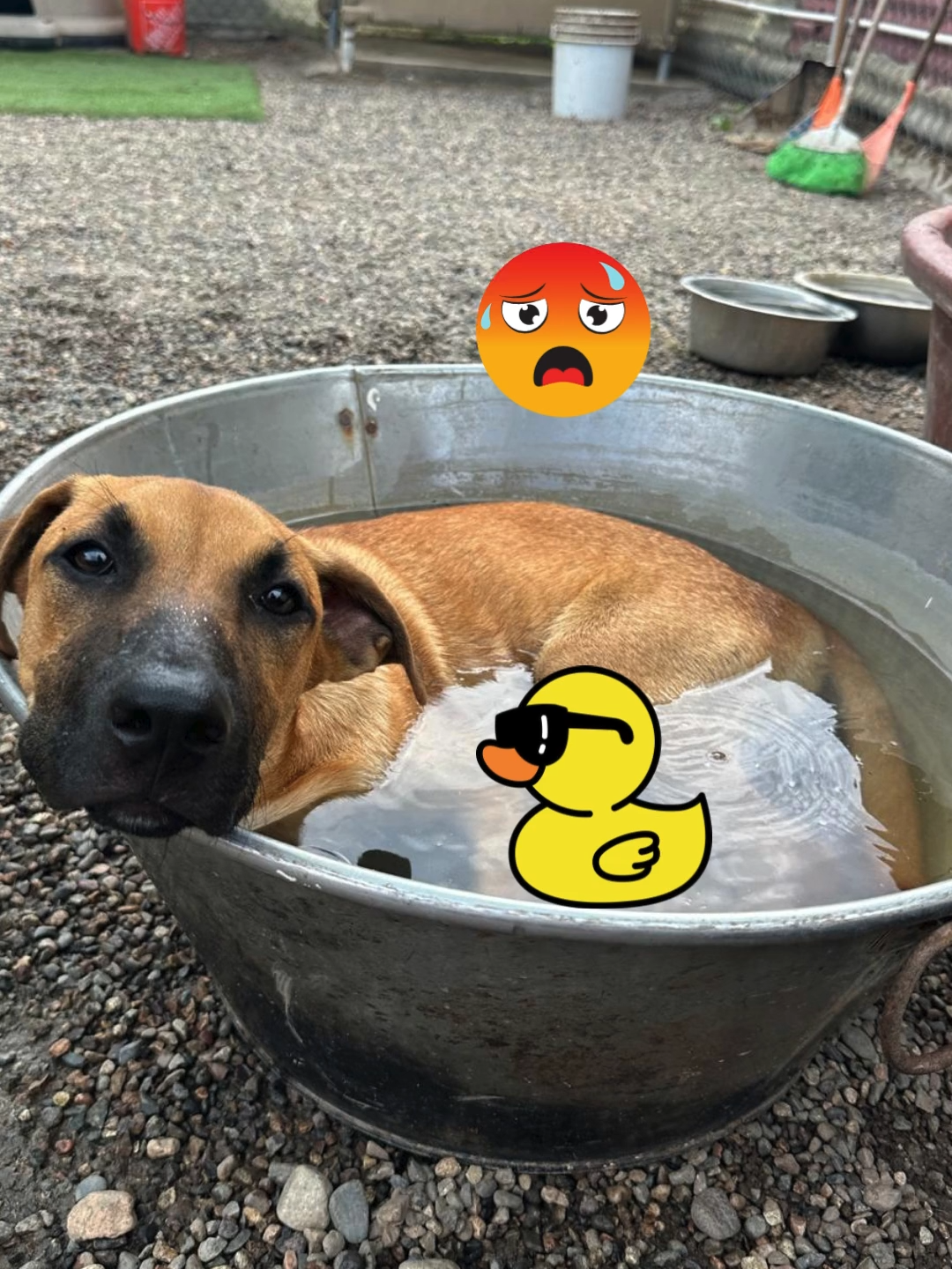 @A Dogs New Life