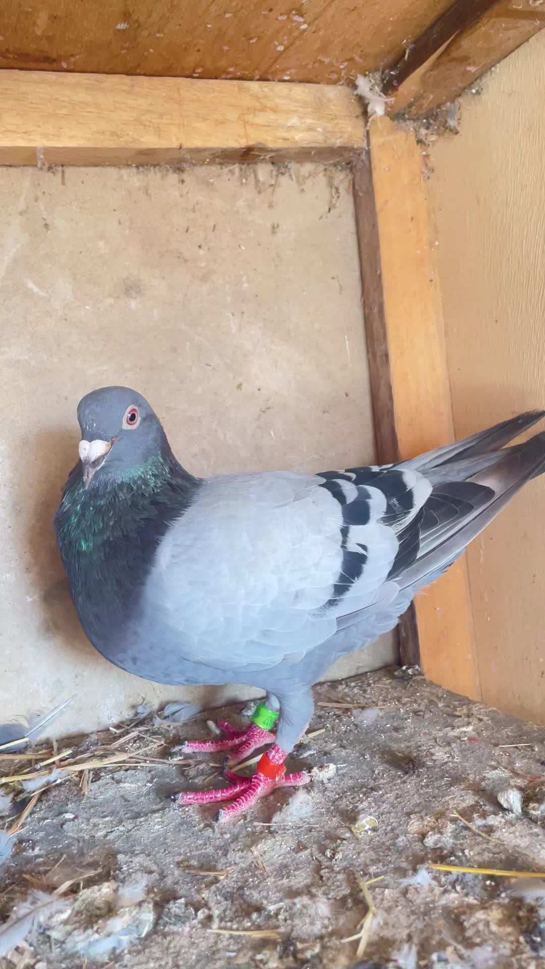 @OMZOLOFT🕊🦜🇸🇳