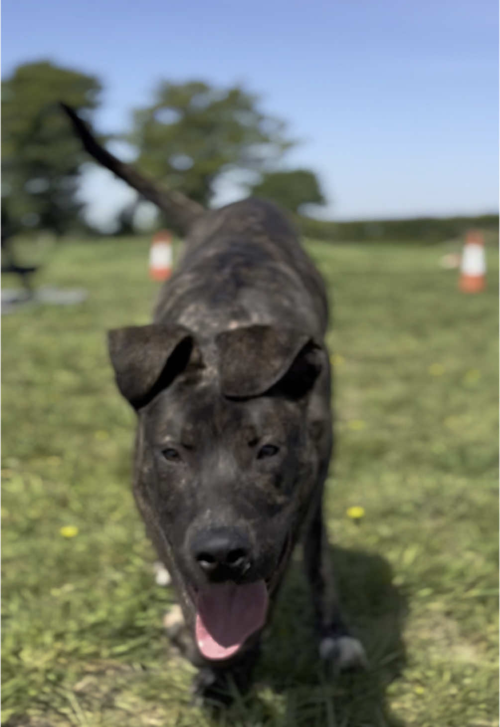 @Sirius K9