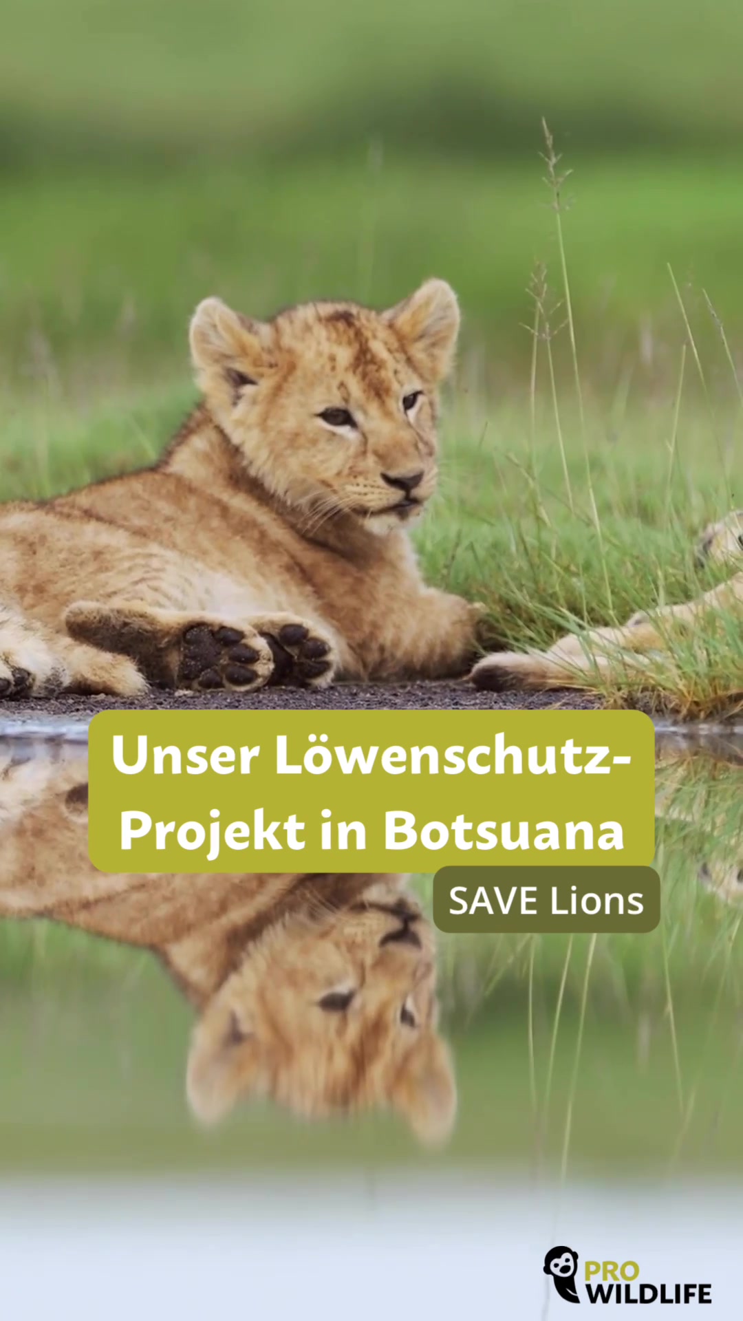@Pro Wildlife