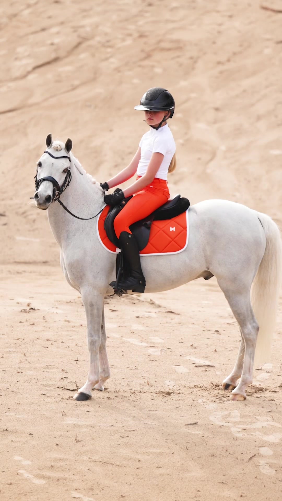 @Maximilian Equestrian