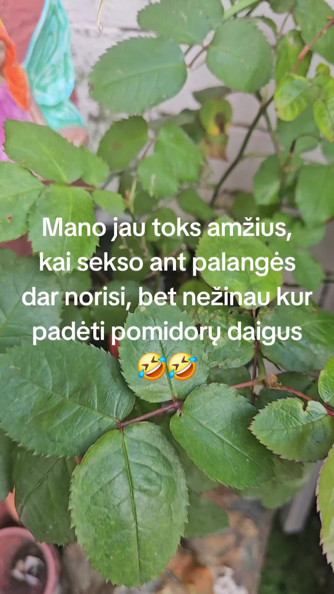 @Bosė😅