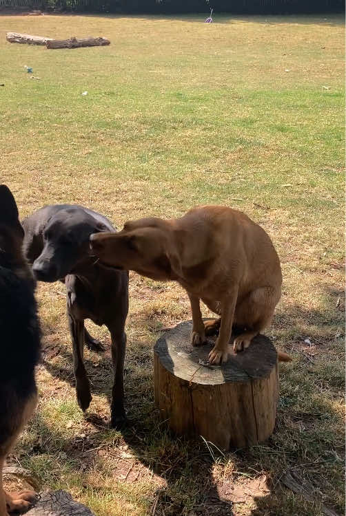 @Dogs and Horses