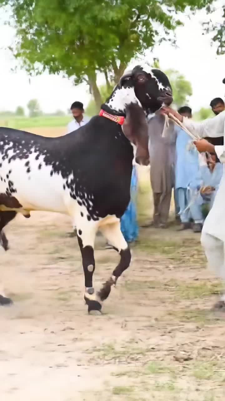 @Cow On The Ramp