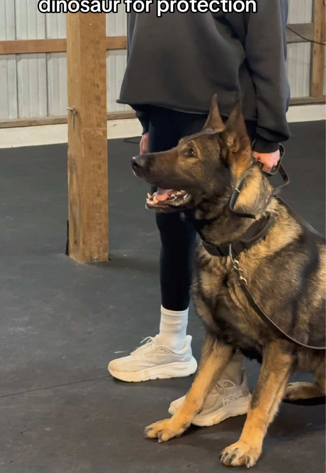 @True Guard K9 I Tara