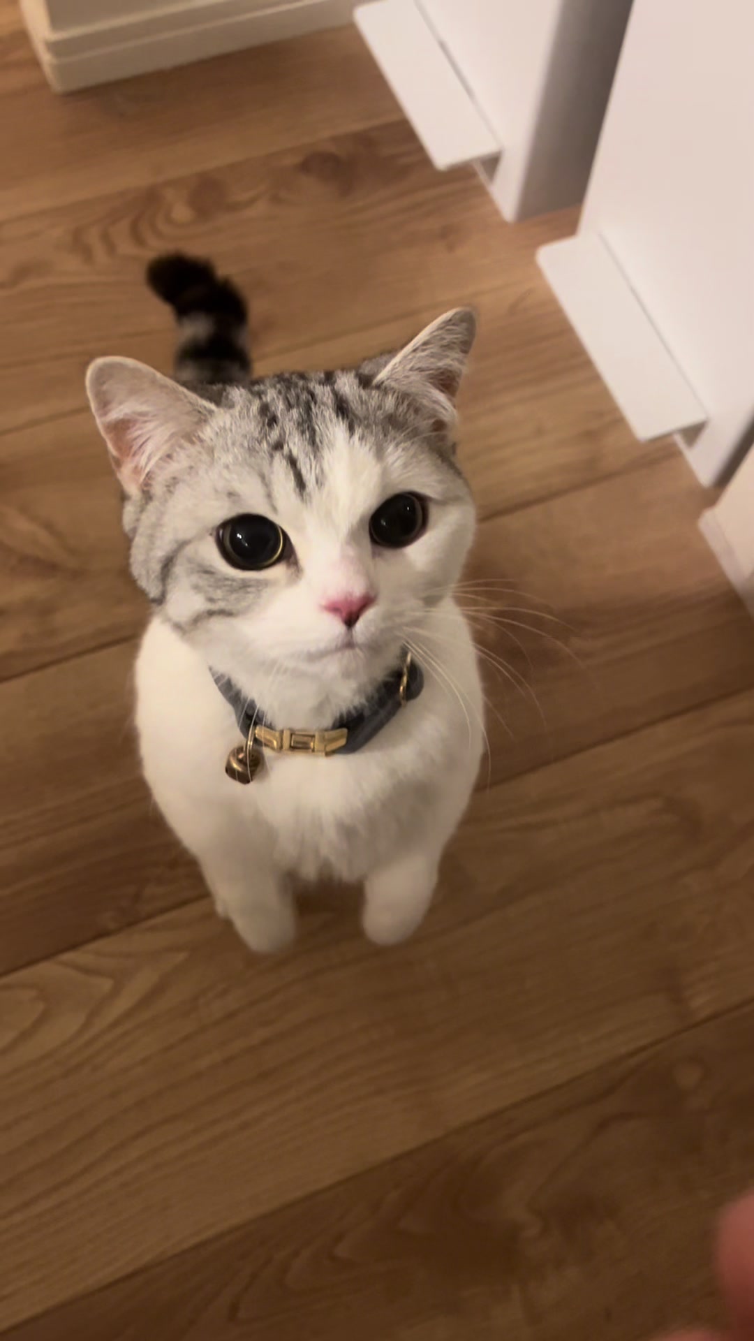 @短足マンチのえる♂