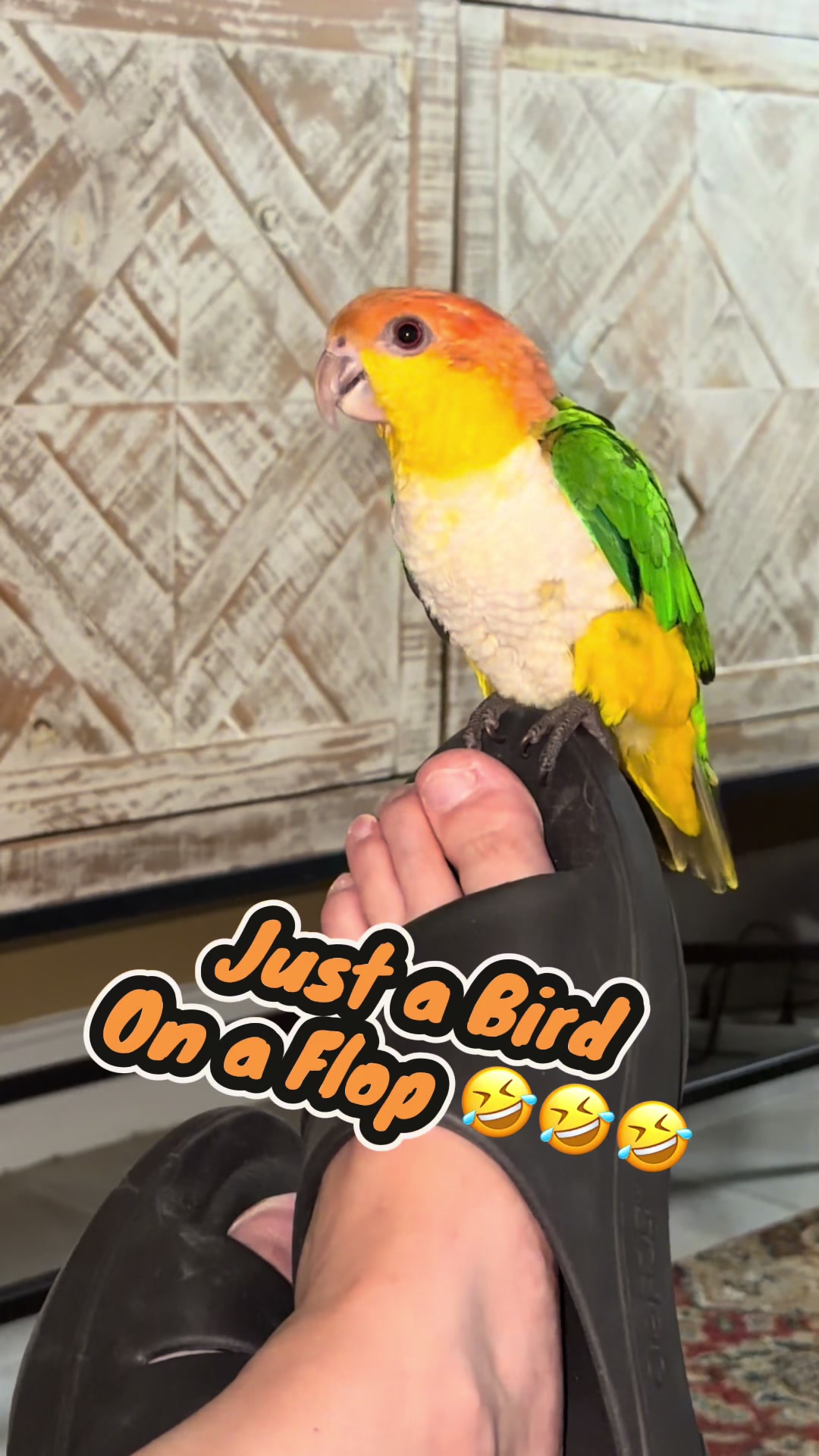 @Kyle The Caique