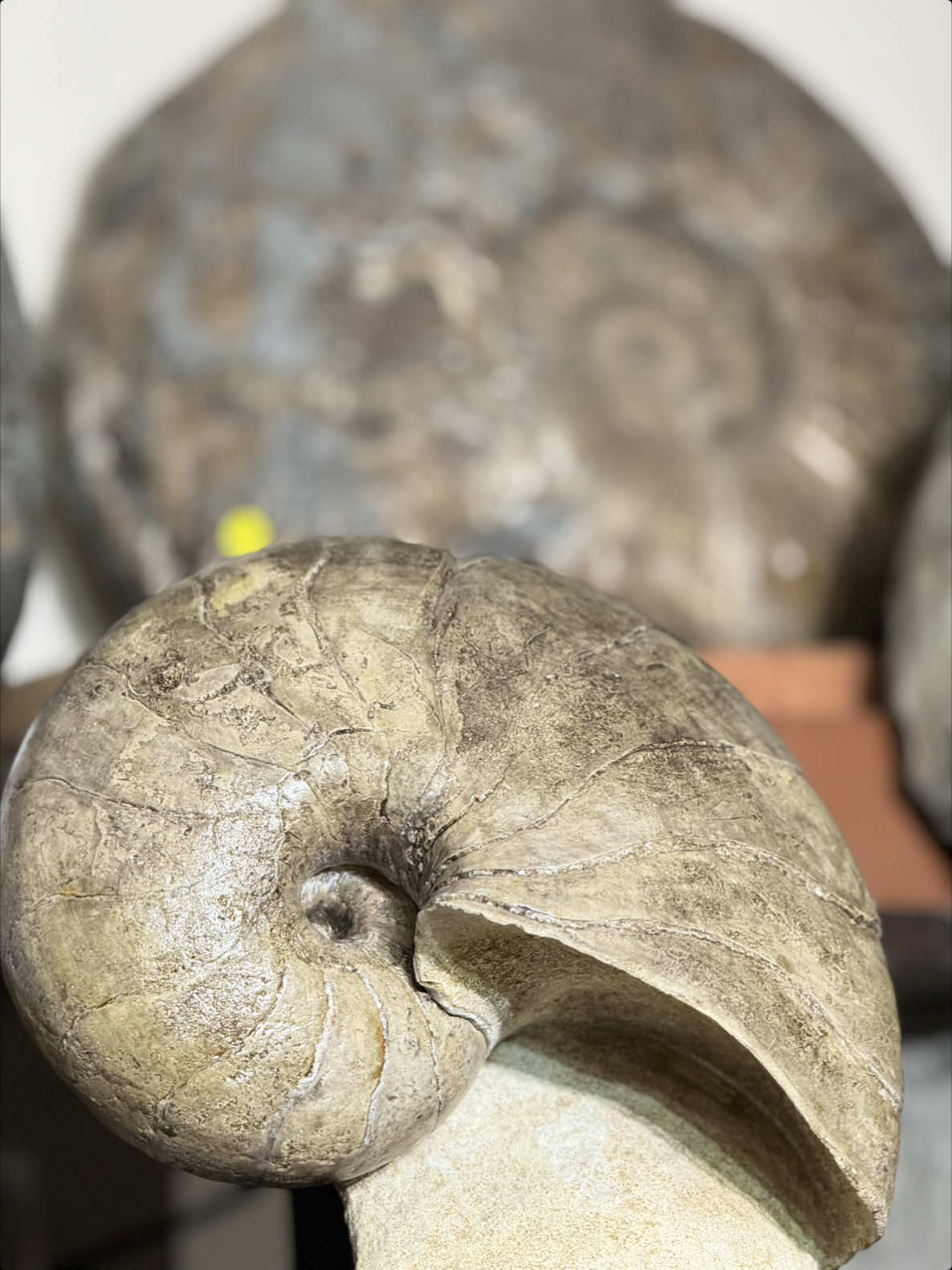 @AidansFossils.Fish.Minerals