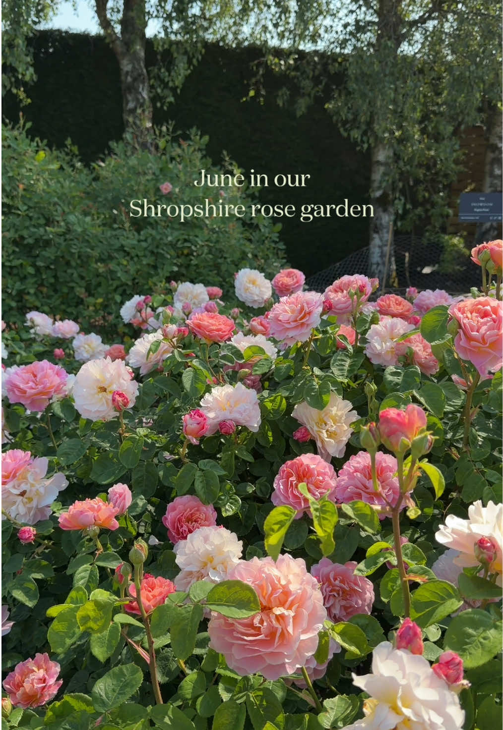 @David Austin Roses
