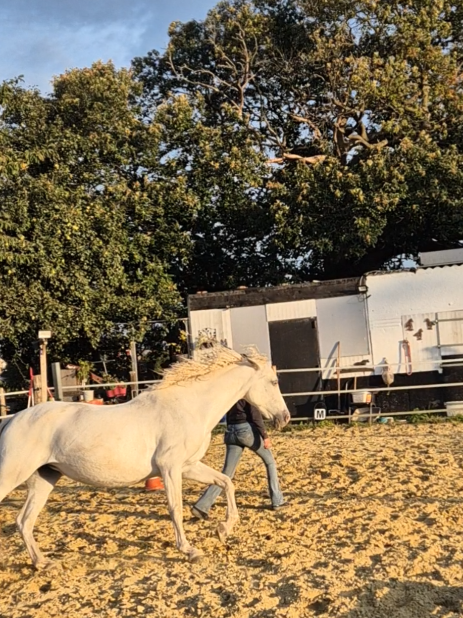 @~ Pearl Hart Ranch ~