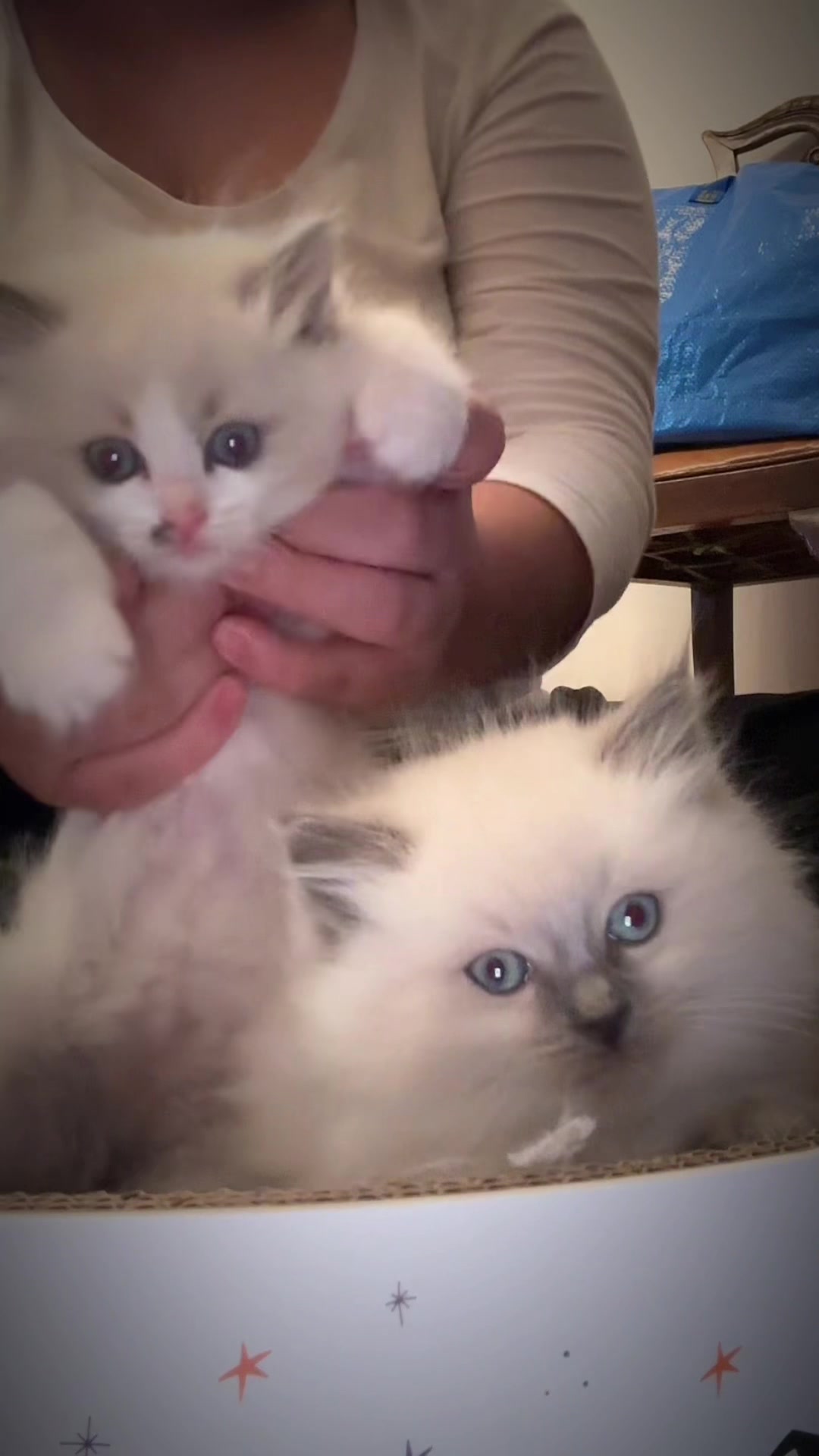 @Ragdoll Kittys🌈🧡🐾